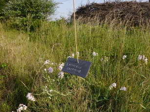 Indispensable biodiversité Indispensable biodiversité